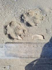 Vulpes vulpes arabica