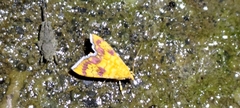 Isocentris filalis