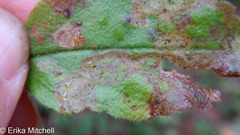 Phytomyza crassiseta