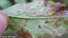 Phytomyza crassiseta