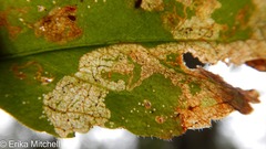 Phytomyza crassiseta