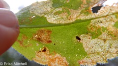 Phytomyza crassiseta