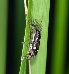 Aoplocnemis rufipes