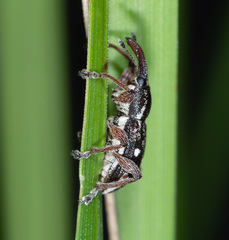 Aoplocnemis rufipes