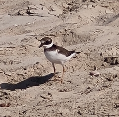 Charadrius hiaticula