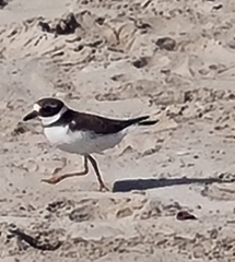 Charadrius hiaticula