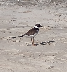 Charadrius hiaticula