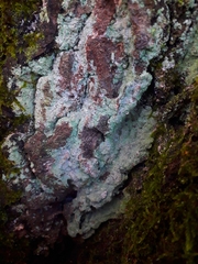 Fungi