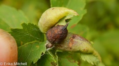 Dasineura salicifoliae