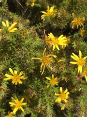 Cullumia setosa
