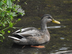 Anas platyrhynchos × zonorhyncha