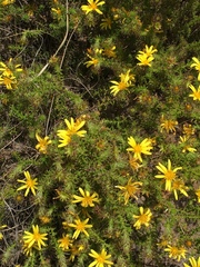 Cullumia setosa