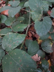 Rubus