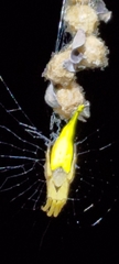 Arachnura melanura