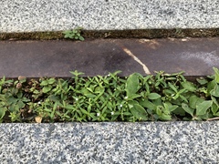 Oldenlandia corymbosa