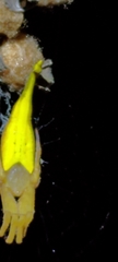 Arachnura melanura