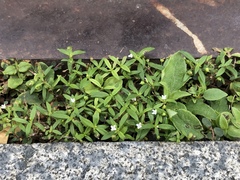 Oldenlandia corymbosa