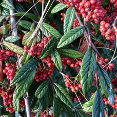 Cotoneaster salicifolius