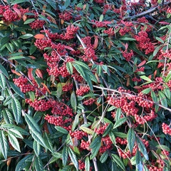 Cotoneaster salicifolius