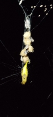 Arachnura melanura