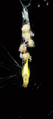 Arachnura melanura