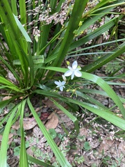 Libertia paniculata