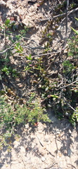 Curio radicans