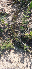 Curio radicans