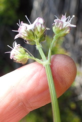 Valeriana capensis