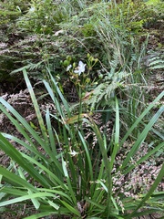 Libertia paniculata