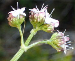 Valeriana capensis
