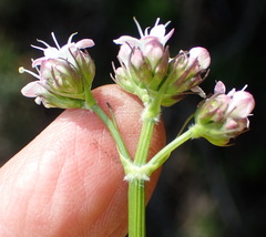 Valeriana capensis