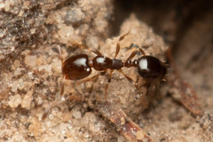 Monomorium sydneyense