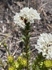 Agathosma bifida