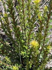 Agathosma bifida