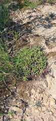 Trichodiadema gracile