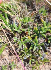 Trichodiadema gracile