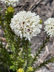 Agathosma bifida