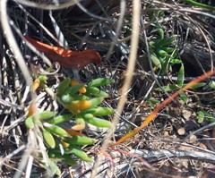 Trichodiadema gracile