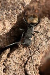 Polyrhachis erato