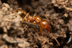 Aphaenogaster pythia