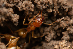 Aphaenogaster pythia
