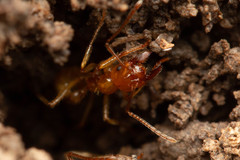 Aphaenogaster pythia