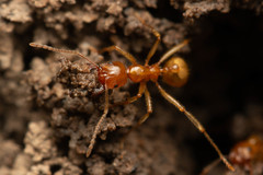 Aphaenogaster pythia