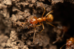 Aphaenogaster pythia