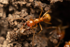Aphaenogaster pythia