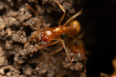 Aphaenogaster pythia