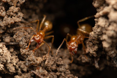 Aphaenogaster pythia