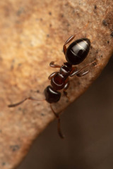 Stigmacros marginata