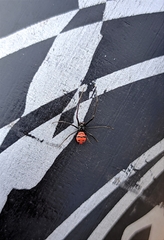 Latrodectus curacaviensis